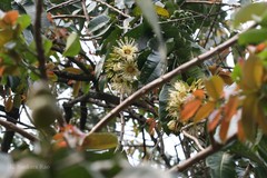 Duabanga grandiflora